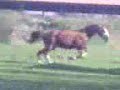 Mohican