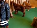 Anipa fure ai pettou gaaden Dogs and pets exihibit Japan Anipa fure ai pettou gaaden Dogs and pets exihibit Japan