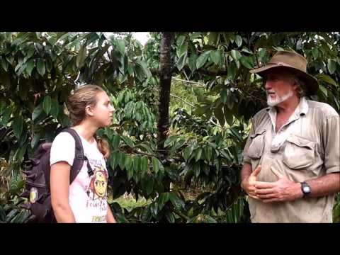 how to grow durian tree