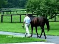 The Horse Days of August at Claiborne Farm by Tom Randolph