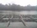 Kuala Berang Aquaculture (Fish Farm)