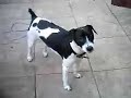 My Pack my 3 dogs playing together finally!!