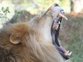 LION & WHITE TIGER - 2008 Fur Ball Commercial