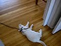 Leash Training Cats Leash Training Cats