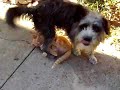 Stella e Migu Migu