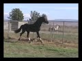 Armani SV 3 yr old Dutch Warmblood Stallion approved ISR/ONA