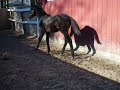 horse for sale,holsteiner,8 months,canter,new york,long island.MOV