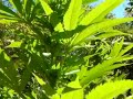 OUTDOOR WEED Aug-30-08 OUTDOOR WEED Aug-30-08