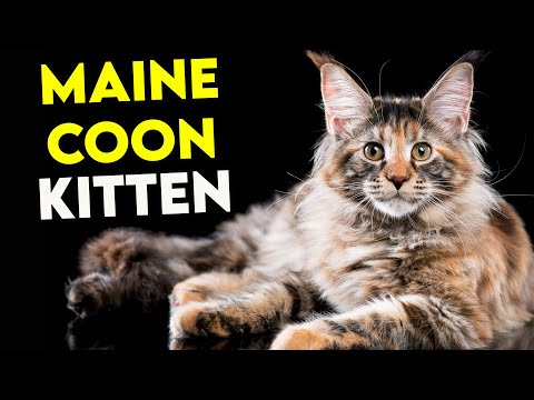 WATCH THIS If You Want a MAINE COON KITTEN! (Full Guide)