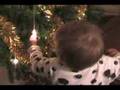 Christmas Trees are fun