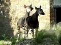 オカピ London Zoo -8 Okapi
