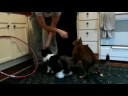Clive F1 chausie & Mavis doing tricks