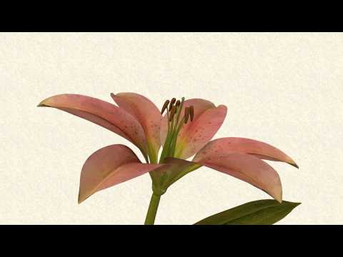 how to self pollinate