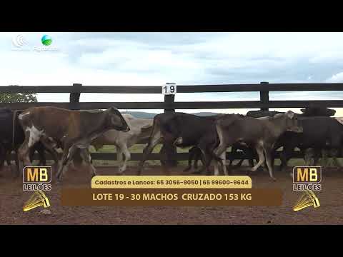 523� LEIL�O VIRTUAL MB LEIL�ES