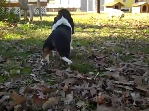 basset hound puppy 112812h