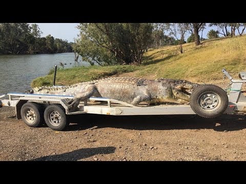 It Was Queensland’s Biggest Croc For 30 Years And Now It’s Dead There Could Be Violent Consequences