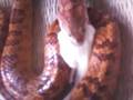 Snake-eating