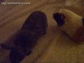 Hot Inter-Species Lovin    Hilarious Video