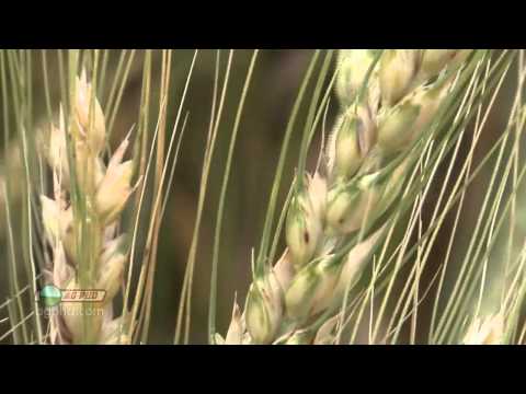 how to fertilize wheat