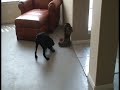 My Lab puppy loves cowbell