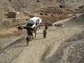 Camel Car