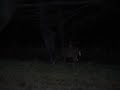 cabelas,deer,mcdonalds 148.mov