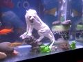 La Mascota