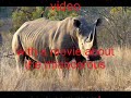 Rhinocerous contest