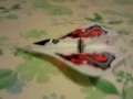 X-TWIN RC MICRO ACROBAT 2009 XTWIN By FLYINGTOYSWORLD