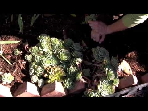 how to transplant aeonium