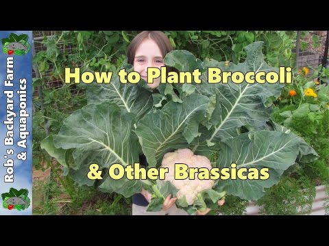 how to grow cauliflower