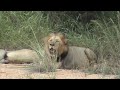 le roi lion