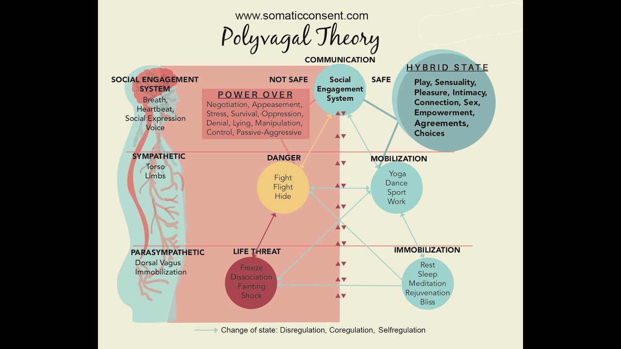 Polyvagal Theory explained. Somatic Consent Engagement System and Social Engagement System.
