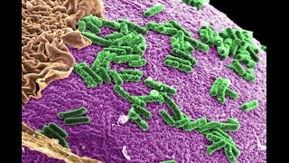 Micro-habitantes del intestino: una evidencia de la evolución humana