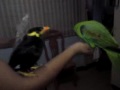 The Talking Parrot & Myna Trainer