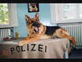 Kommissar Rex - Richard/Rex/Alex Kommissar Rex - Richard/Rex/Alex