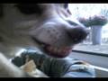videos de StreetlegalHLD's Doggy!
