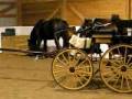 videos de Horses free roam indoor arena