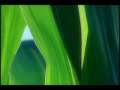 Video Clip Carlos Hector - Regla de Oro