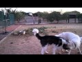 The Adventures of Indiana Pup! Featuring Jayne & Shawn too!.wmv