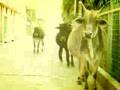 Rishikesh: The Town Of Orange Peoples