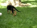 Libbe in Backyard
