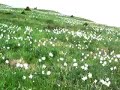 Poiana Narciselor - masivul Saca (M-tii Rodnei)