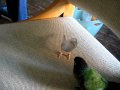 Green cheek conure and parakeet attempt to play (and fail)