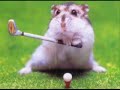 Crazy iPhone Dancing Hamster Funny