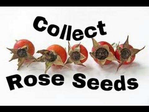how to collect rose hips