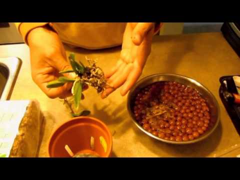 how to replant vanda orchids