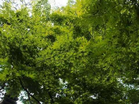 動画