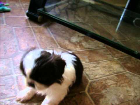 how to know puppy age