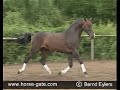 Stallions - The Ladies Choice! Stallions - The Ladies Choice!